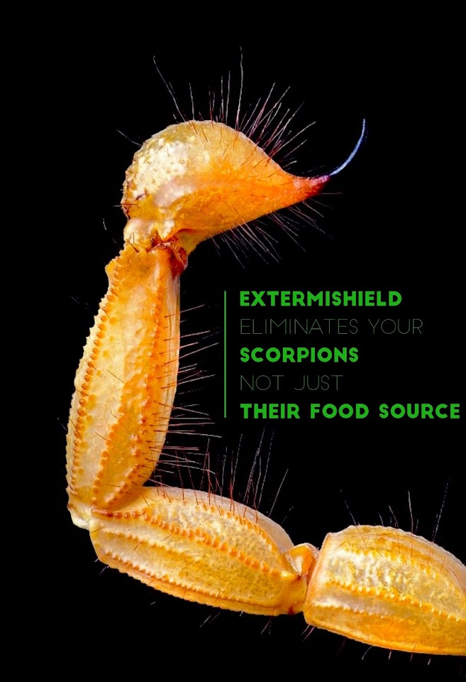 ExtermiShield Pest Control project